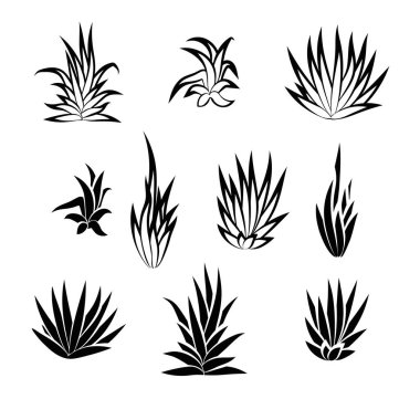 Sulu bitki seti, beyaz arka planda izole edilmiş çiçek. Vektör illüstrasyonu.