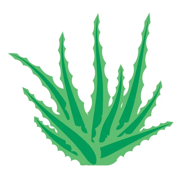 Aloe Vera Plante Succulente Fleur Isolée Sur Fond Blanc Illustration — Image vectorielle