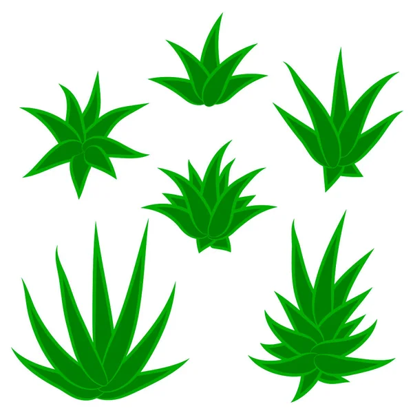 Sulu bitki seti, çalılık, beyaz arka planda izole edilmiş çiçek. Vektör illüstrasyonu.