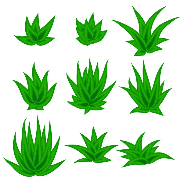 Sulu bitki seti, çalılık, beyaz arka planda izole edilmiş çiçek. Vektör illüstrasyonu.