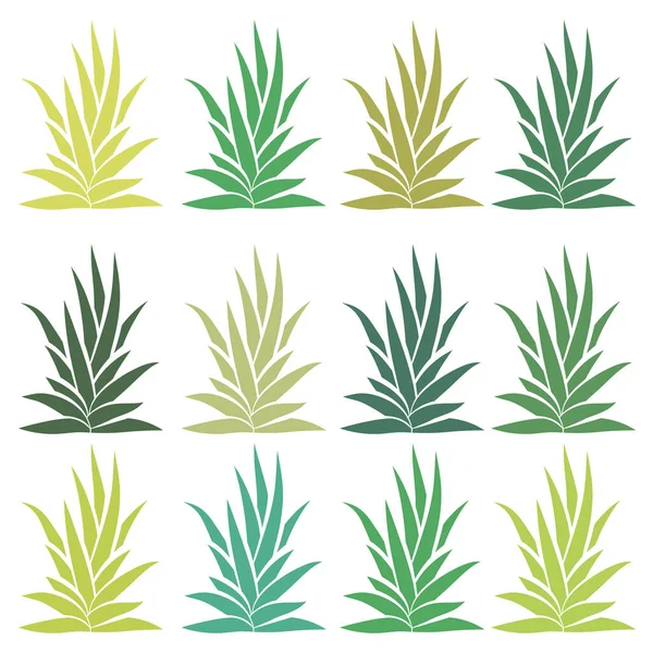 Agave Keř Nastavit Izolované Bílém Pozadí Aloe Vera Šťavnatá Rostlina — Stockový vektor