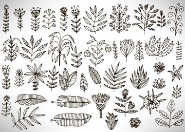 Siyah el çizimleri, çiçekler, çalılar, yapraklar, yapraklar beyaz üzerine izole edilmiş dallar. Tasarım için yeni elementlerin toplanması. Vektör illüstrasyonu.