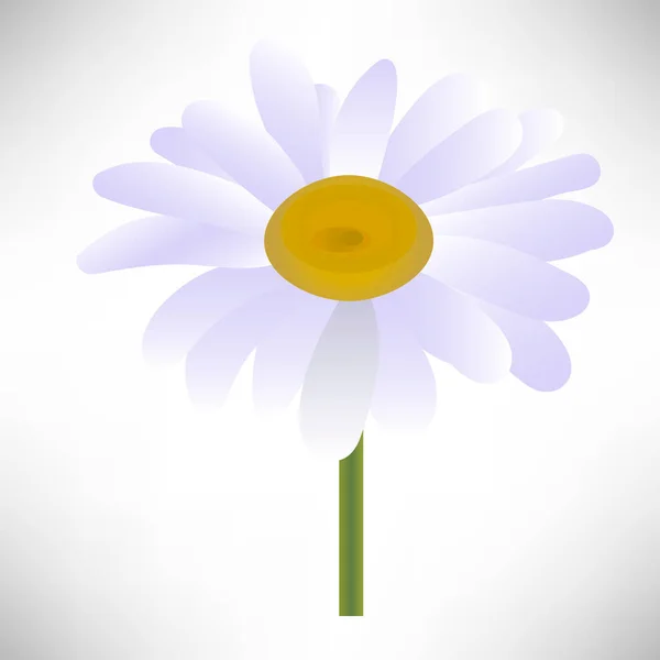 Camomille Tête Fleur Près Isolé Sur Fond Blanc Illustration Vectorielle — Image vectorielle