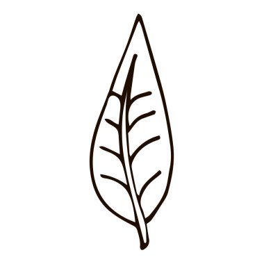 Çizgi film karalama doğrusal yaprağı beyaz arkaplanda izole edilmiş. Vektör illüstrasyonu. 