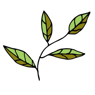 El çizimi çalı boyama kitabı için beyaz arka planda izole. Vektör illüstrasyonu.