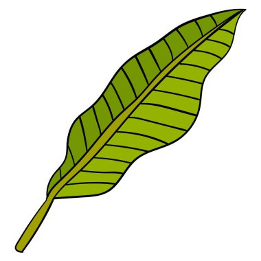 Çizgi film çizimleri, beyaz arka planda izole edilmiş palmiye yaprağı. Vektör illüstrasyonu. 