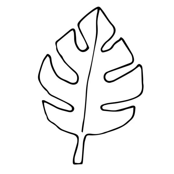 Caricature Gribouille Feuille Monstera Isolé Sur Fond Blanc Élément Floral — Image vectorielle