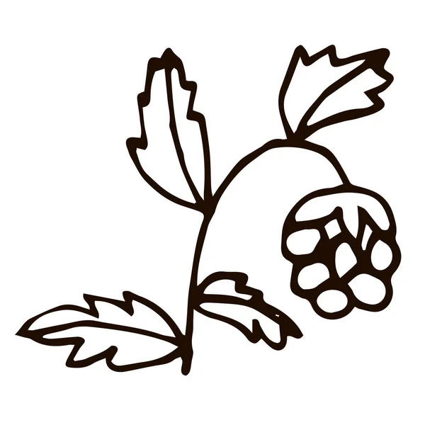 卡通涂鸦线形树莓在白色背景下被分离出来 矢量说明 — 图库矢量图片
