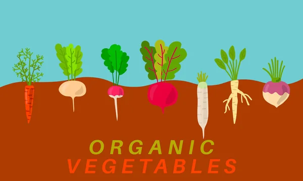 Bio Gemüseanbau Gemüsegarten Skizze Pflanzen Die Wurzelstruktur Unter Dem Boden — Stockvektor