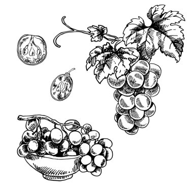 Elle çizilmiş üzüm, üzüm kabı ve üzüm dilimi çizimi. Üzümlerin izole edilmiş siyah dalı, beyaz arka planda üzüm yaprakları.