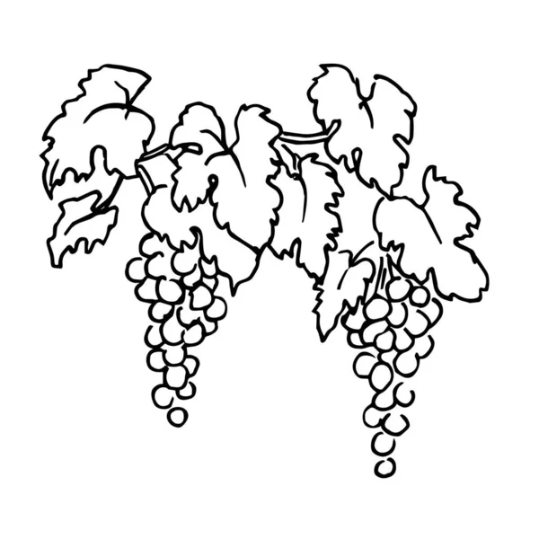 葉とブドウの束のシンプルな手描きベクトルイラスト 白地に黒ブドウの分枝を分離 — ストックベクタ
