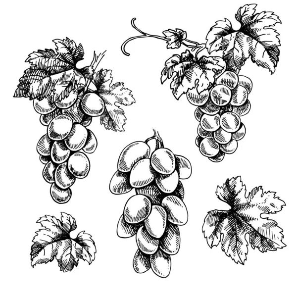 Jeu Illustration Vectorielle Dessinée Main Branches Raisin Bouquet Noir Isolé — Image vectorielle