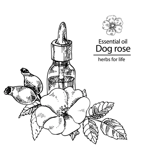 Dog rose ramo garrafa de óleo com bagas e folhas —  Vetores de Stock