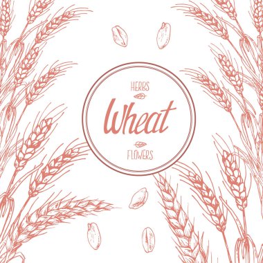 Buğday saplarının el çizimi vektör çizimi. Metin için boşluk ile etiketleme