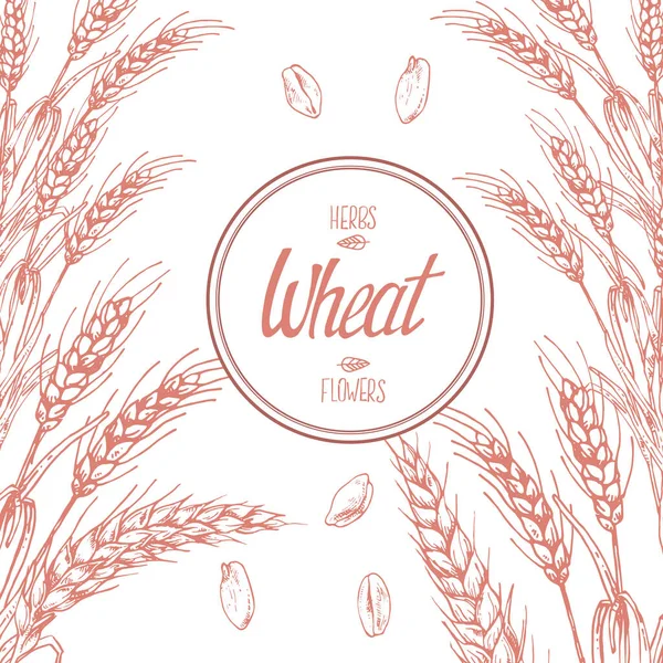 Buğday saplarının el çizimi vektör çizimi. Metin için boşluk ile etiketleme