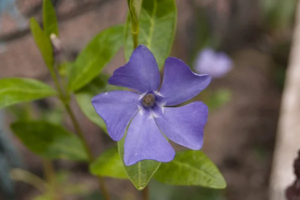 緑の葉を背景に繊細な紫色の花を咲かせます — ストック写真