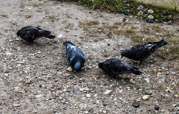 Vier Tauben Picken Auf Steinigem Rasen Weißbrot — Stockfoto