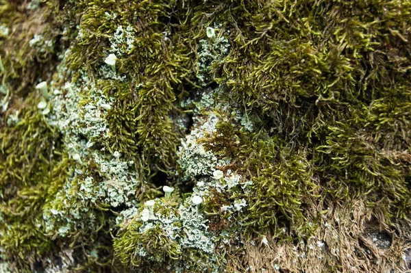 Muschio Cresciuto Albero Una Foresta Decidua — Foto Stock