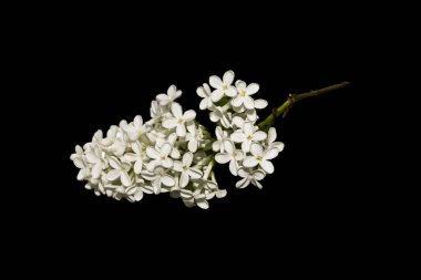 Siyah arkaplanda beyaz bir leylak filizi