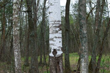 Yaprak döken bir ormanda beyaz bir huş ağacının gövdesi.
