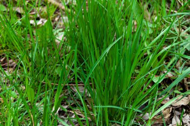 Genç çimenler ormanda baharda büyür.