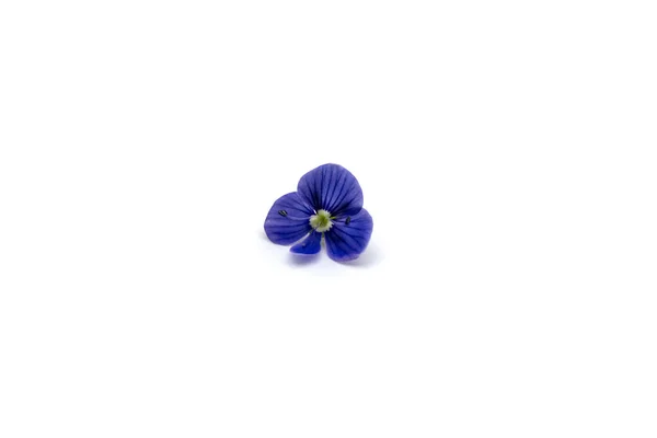 Flor Violeta Salvaje Azul Sobre Fondo Blanco —  Fotos de Stock