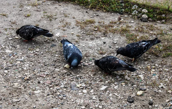 Négy Galamb Fehér Kenyeret Csipeget Egy Köves Gyepen — Stock Fotó