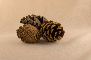 Üç orman külahı bej bir arkaplanda kapanıyor.