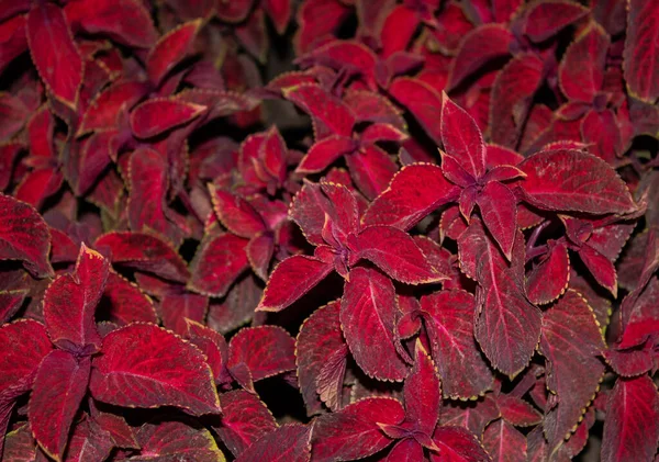 Coleus Roșu Textura Fundal Aproape — Fotografie, imagine de stoc