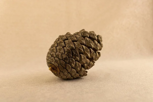 Forest Cone Close Beige Background Side View Royalty Free Stock Images