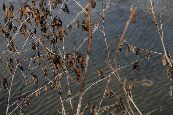 Сухі Гілки Крупним Планом Тлі Водойми Ранньої Осені — стокове фото