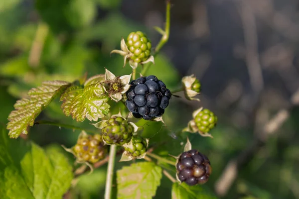 Forest Blackberry Bacche Primo Piano Sullo Sfondo Del Fogliame — Foto Stock