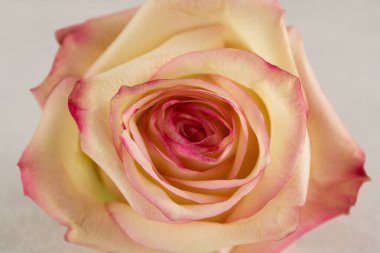 Pastel gül çiçeği, arka planda yakın plan.