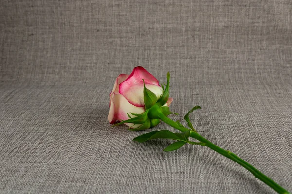 灰背景下的粉红玫瑰花 — 图库照片