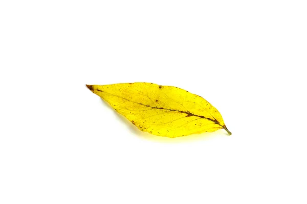 Autumn Yellow Poplar Leaf Close Isolated White Background — Stock Photo, Image