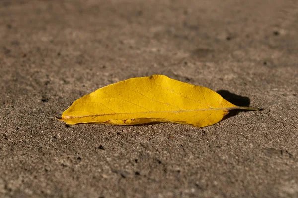 Folha Outono Amarelo Close Fundo Concreto — Fotografia de Stock