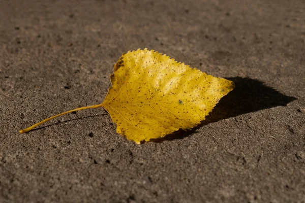 具体的な背景に黄色の秋灰の葉のクローズアップ — ストック写真