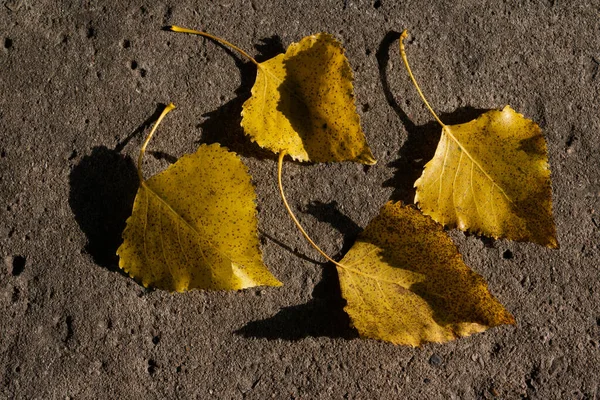 コンクリートの背景に4つの黄色の秋の灰の葉 トップビュー — ストック写真