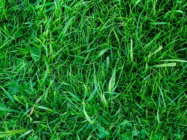 Green Grass Close Lawn Green Grass Variety Leave Herb — Stock Photo, Image