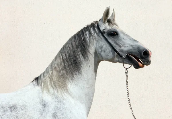 Retrato Cavalo Andaluz Prata Fundo Claro — Fotografia de Stock