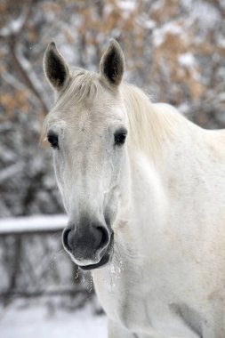 Kışın çiftlikte beyaz at portresi