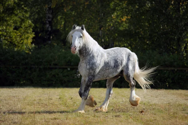 Shire Draft Cavalo Garanhão Galopando Curral — Fotografia de Stock