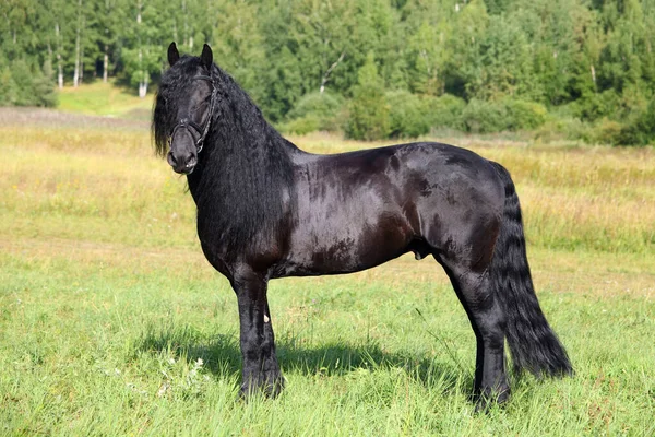 牧草地での黒いフリージアの馬の休息 — ストック写真
