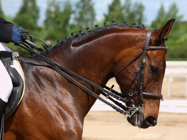 Ujeżdżenie Sportowy Portret Konia Plenerze — Zdjęcie stockowe