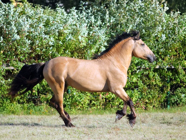 Paso Fino Cavalo Garanhão Velocidade Galopando Verão Noite Stud Fazenda — Fotografia de Stock