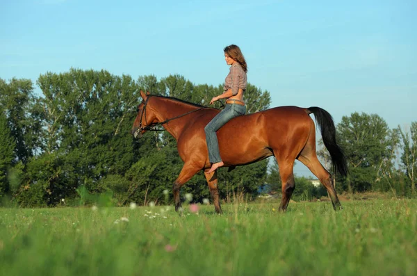 美しい乗馬モデルの女の子とともに彼女の馬で牧草地で日没 — ストック写真