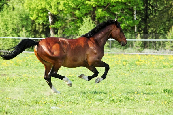 Thoroughbred Horse Stallion Runs Ranch Paddock — Stock Photo, Image