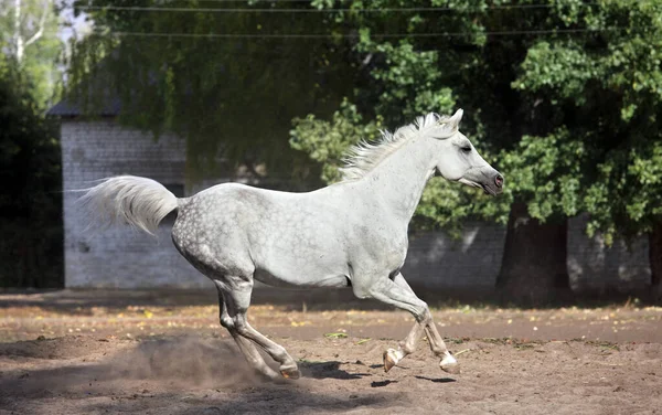 Caballo Raza Árabe Blanco Galopando Rancho Paddock —  Fotos de Stock