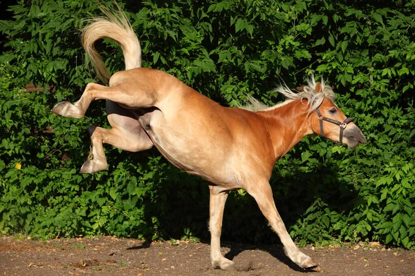 Chutando Haflinger Cavalo Retrato Contra Verão Arbustos Verdes — Fotografia de Stock