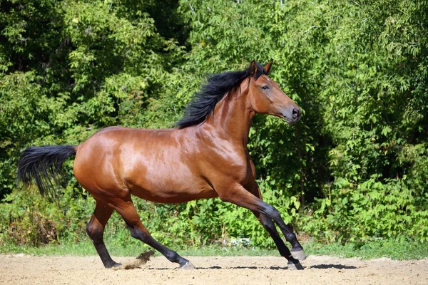 Koń Andaluzyjski Galopujący Pobliżu Stajni Pozostałej Części — Zdjęcie stockowe